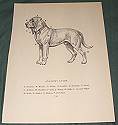 Vintage bloodhound print