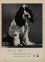 party cocker spaniel dog image advertisement $4.25