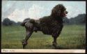 POODLE POSTCARD