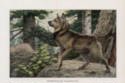 nowegian elkhound illustration