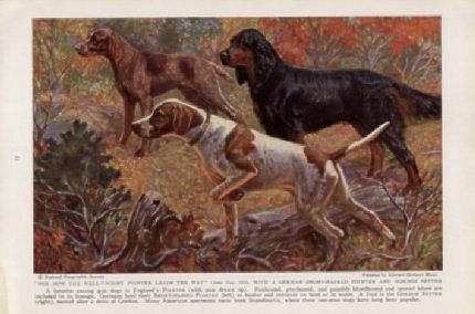 1937GERMAN SHORT-HAIRED POINTER AND GORDON SETTER ILLUSTRATION, by ...