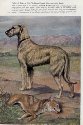 VINTAGE IRISH WOLFHOUND print, Edwin Megargee illustration