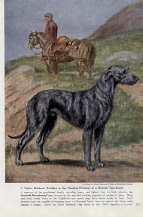 1958 SCOTTISH DEERHOUND