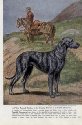 vintage SCOTTISH DEERHOUND print EDWIN MEGARGEE ILLUSTRATION