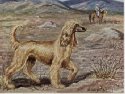 vintage AFGHAN HOUND print, EDWIN MEGARGEE ILLUSTRATION