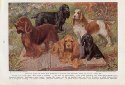 , Cocker Spaniel illustration image $3.50