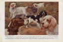 Clumber Spaniel