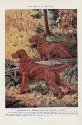 Irish Setter dog image