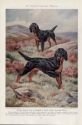 Gordon Setter image