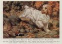 clumber spaniel