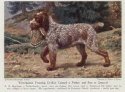 wire-haired pointing griffon