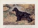 Cocker Spaniel illustration image $2.50