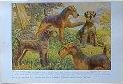 WELSH TERRIER MINIATURE SCHNAUZER