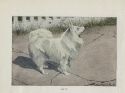 American Spitz