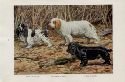 Cocker Spaniel illustration image $8.00