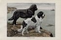 1919 newfoundland illustration image