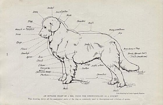 outline of newfoundland