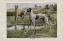 antique GREYHOUND print