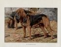 antiques bloodhound print