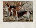 antique Bassett print