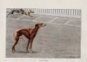 vintage Whippet print