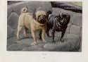 pugs