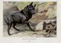 schipperke illustration