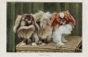 PEKINGESE