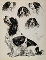 Cocker Spaniel advertisement