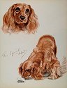 Cocker Spaniel advertisement ad $4.00