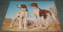 english pointer dog image