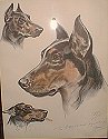 doberman pinscher frame picture