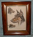 doberman pinscher frame picture