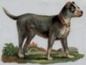 Great Dane fvictorian die cut