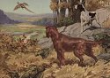 Hy Hintermeister Irish Setter and English Pointer print