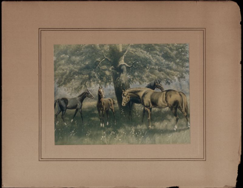 IN THE OAK TREE SHADE, 1903 COLOR PRINT OF HORSES, on board, unframed, IN THE OAK TREE SHADE, 1903 COLOR PRINT OF HORSES, on board, unframed,
